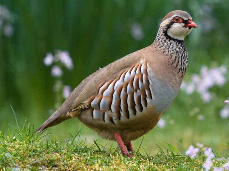 Chukar Partridge (Adults) Pepper Ponderosa