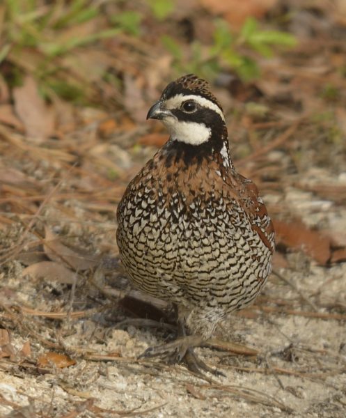 Georgia Giant Bobwhite Adults Pepper Ponderosa