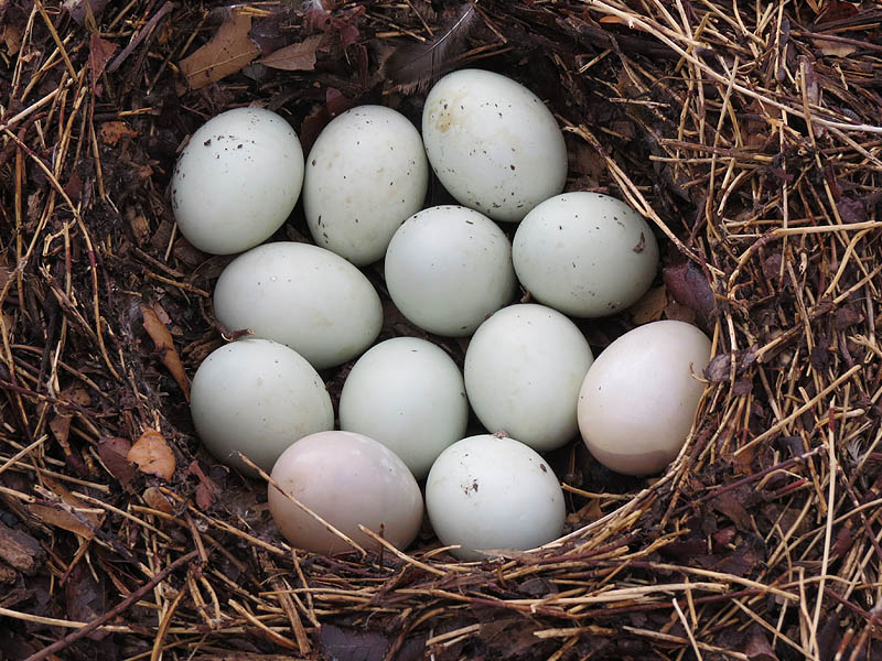 50 OPTIMUM HATCH GEORGIA GIANT BOBWHITE Quail Eggs fertile hatching 