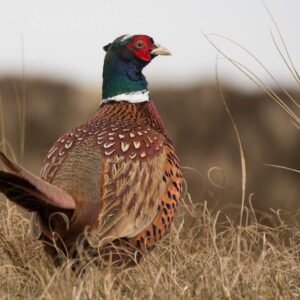 Ring-necked Pheasant  History, Information, Facts