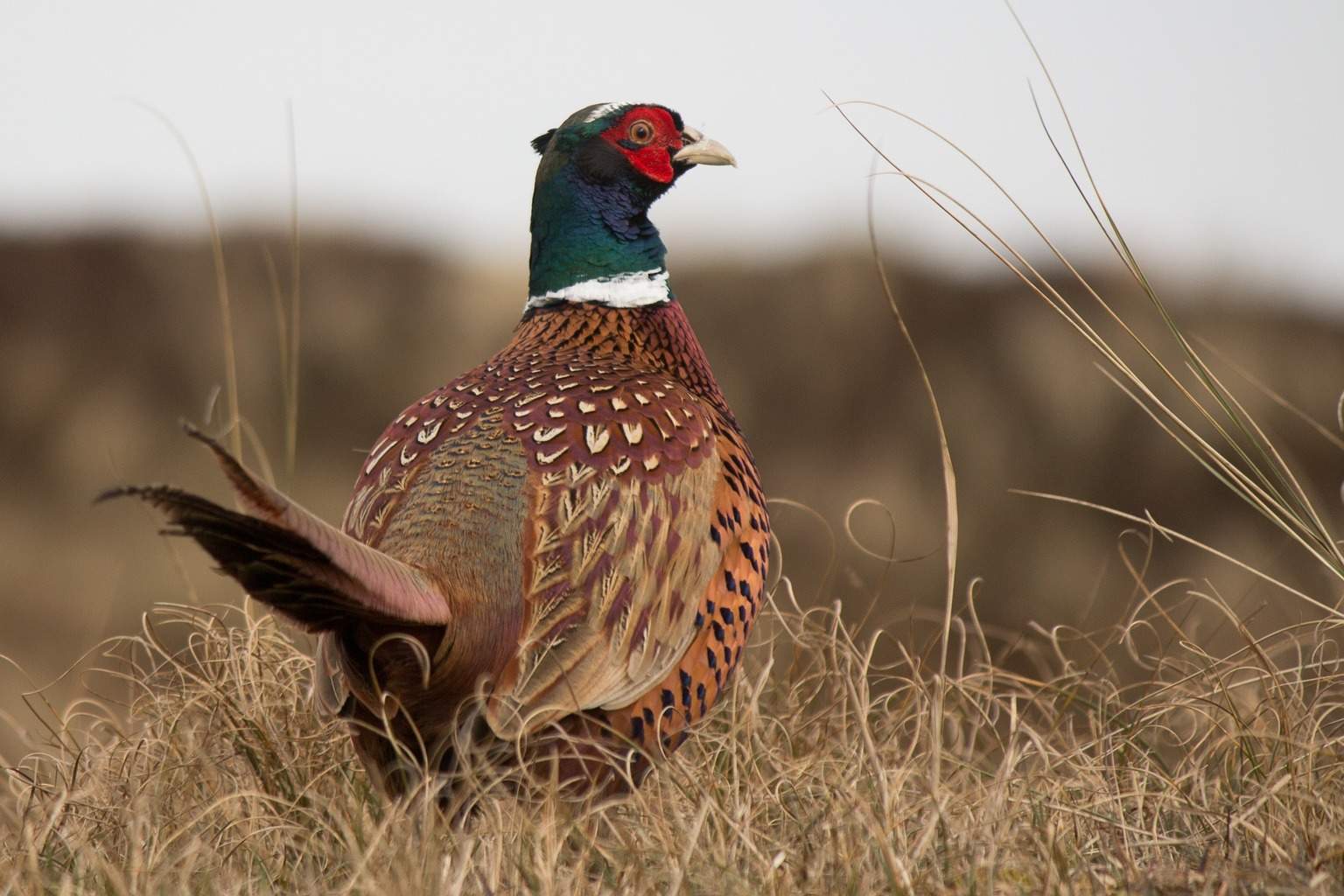 Jumbo Ringneck Pheasants Pepper Ponderosa